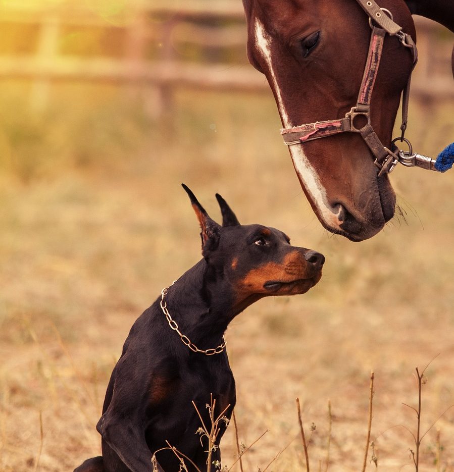 ein Dobermann und ein Pferd